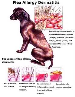 Dermatite nel cane
